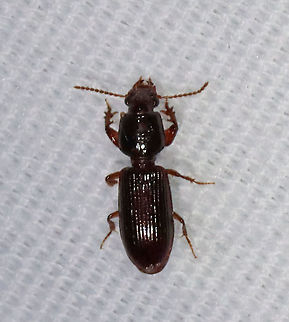Beetle - Clivina americana This beetle was only 4-5 mm and had the cutest "hands".

Habitat: Attracted to a light; semi-rural area Carabidae,Clivina,Clivina americana,Clivinini,Geotagged,Summer,United States,beetle