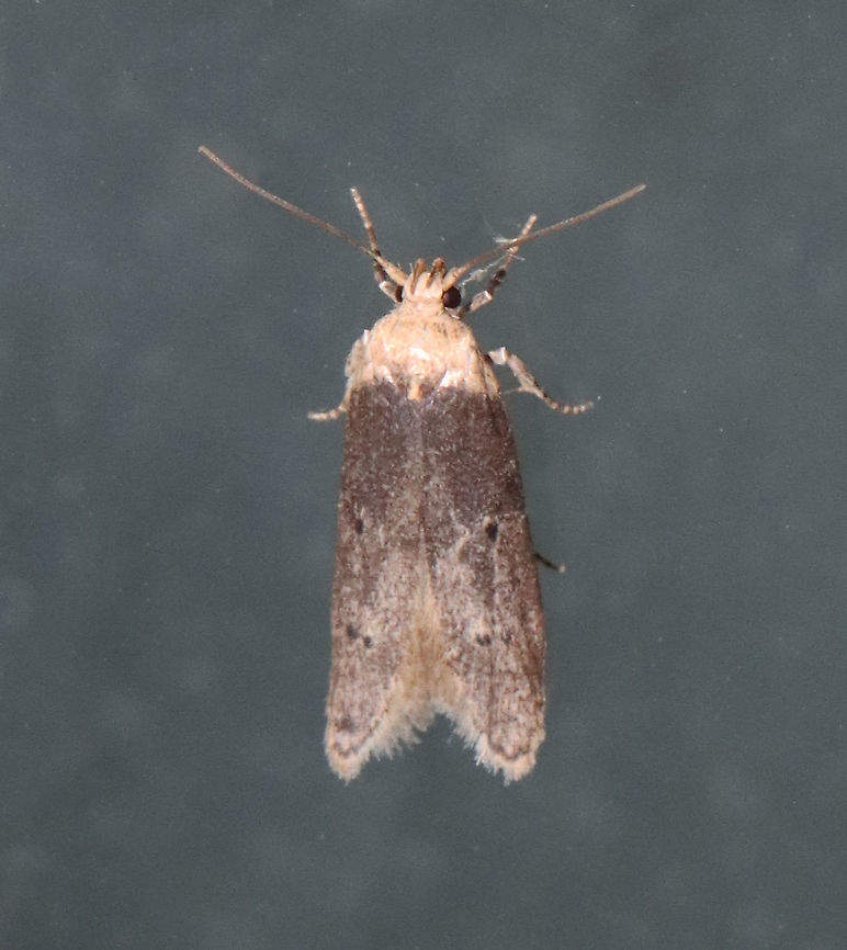 Holcocera chalcofrontella group Habitat: Attracted to a 365 nm LED light in a semi-rural area<br />
<br />
2021(99) Geotagged,Holcocera chalcofrontella,Summer,United States,moth