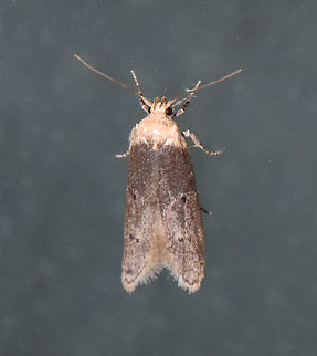 Holcocera chalcofrontella group Habitat: Attracted to a 365 nm LED light in a semi-rural area

2021(99) Geotagged,Holcocera chalcofrontella,Summer,United States,moth