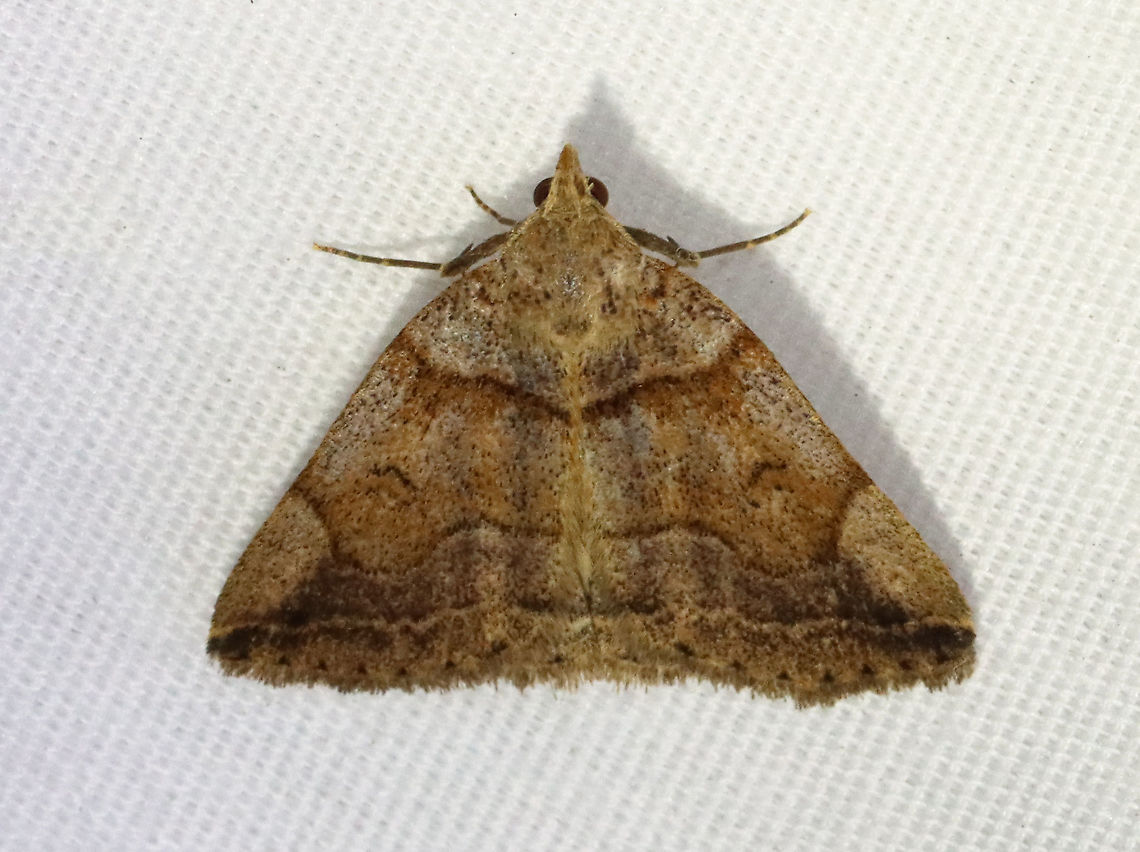 Variable Fan-Foot - Zanclognatha laevigata *This is the 100th moth species that I&#039;ve recorded for visiting my light in 2021.<br />
<br />
TL: ~20 mm. FW color and pattern is very variable. Wavy ST line curves toward apex. Hosts: Probably dead leaves. Status: Common<br />
<br />
Habitat: Attracted to a 365 nm LED light in a semi-rural area<br />
<br />
2021(100) Erebidae,Geotagged,Summer,United States,Variable Fan-Foot,Zanclognatha,Zanclognatha laevigata,litter moth,moth