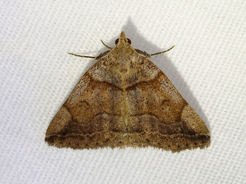 Variable Fan-Foot - Zanclognatha laevigata *This is the 100th moth species that I've recorded for visiting my light in 2021.

TL: ~20 mm. FW color and pattern is very variable. Wavy ST line curves toward apex. Hosts: Probably dead leaves. Status: Common

Habitat: Attracted to a 365 nm LED light in a semi-rural area

2021(100) Erebidae,Geotagged,Summer,United States,Variable Fan-Foot,Zanclognatha,Zanclognatha laevigata,litter moth,moth