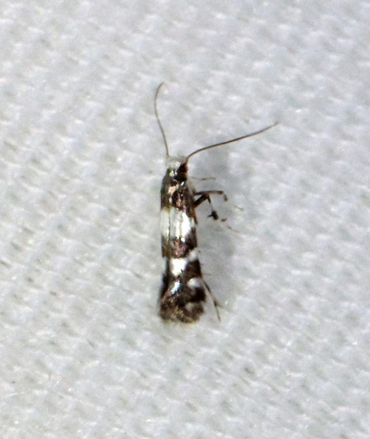 Moth - Marmara viburnella *Tentative ID<br />
<br />
Habitat: Attracted to a 365 nm LED light in a semi-rural area<br />
<br />
2021(101) Geotagged,Gracillariidae,Marmara,Marmara viburnella,Summer,United States,moth