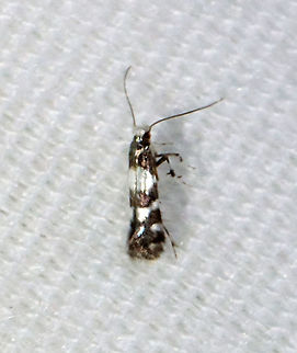 Moth - Marmara viburnella *Tentative ID

Habitat: Attracted to a 365 nm LED light in a semi-rural area

2021(101) Geotagged,Gracillariidae,Marmara,Marmara viburnella,Summer,United States,moth