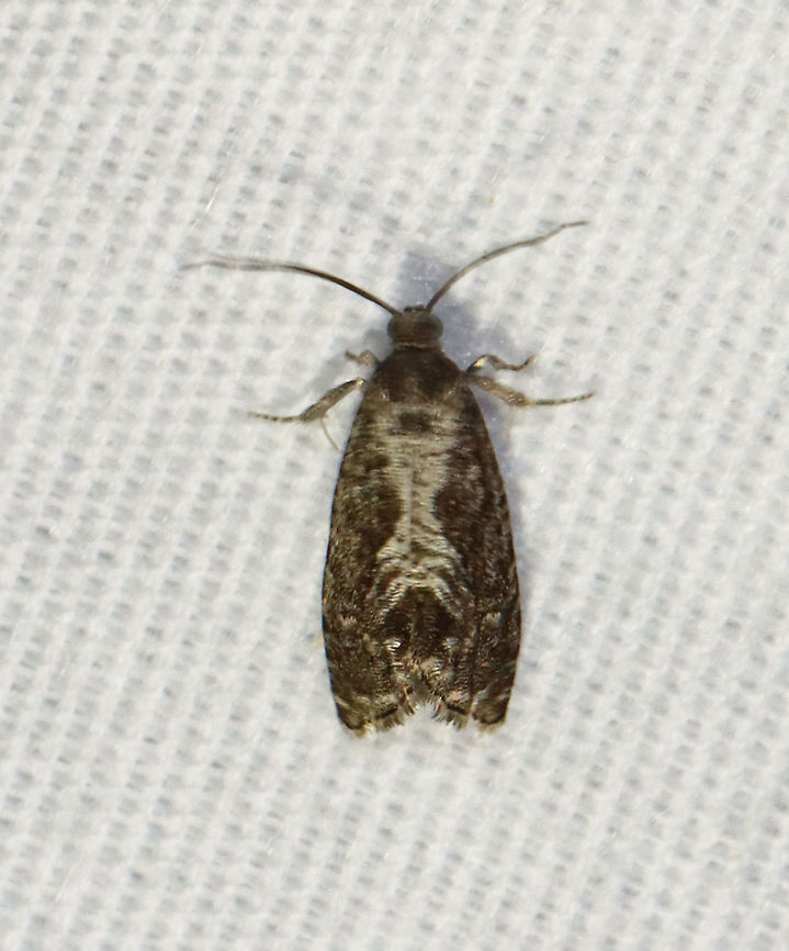 Moth - Subfamily Olethreutinae, Cydia garacana Habitat: Attracted to a 365 nm LED light in a semi-rural area<br />
<br />
2021(107) Cydia garacana,Geotagged,Olethreutinae,Summer,United States,moth