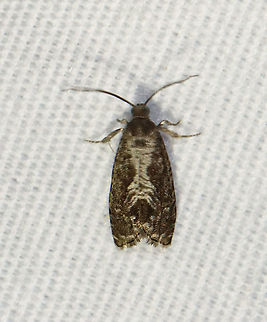 Moth - Subfamily Olethreutinae, Cydia garacana Habitat: Attracted to a 365 nm LED light in a semi-rural area

2021(107) Cydia garacana,Geotagged,Olethreutinae,Summer,United States,moth