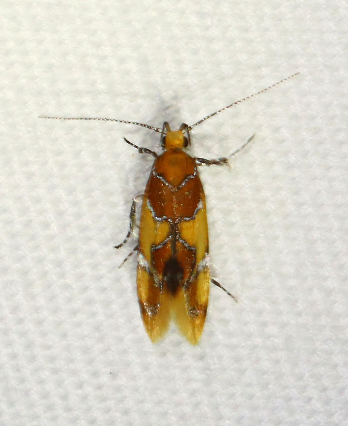 Orange-headed Epicallima Moth - Epicallima argenticinctella *Most of my photos from this night are blurry. All the bugs were really restless and constantly on the move. <br />
<br />
Total length: ~5 mm. Yellow/orange forewing has a brown basal area and shading in the subterminal area . Silver lines are slightly bent.<br />
<br />
Habitat: Attracted to a 365 nm LED light in a semi-rural area<br />
<br />
2021 (102) Epicallima,Epicallima argenticinctella,Geotagged,Oecophoridae,Orange-headed Epicallima Moth,Summer,United States,moth