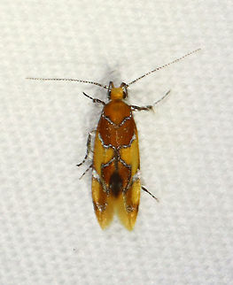 Orange-headed Epicallima Moth - Epicallima argenticinctella *Most of my photos from this night are blurry. All the bugs were really restless and constantly on the move. 

Total length: ~5 mm. Yellow/orange forewing has a brown basal area and shading in the subterminal area . Silver lines are slightly bent.

Habitat: Attracted to a 365 nm LED light in a semi-rural area

2021 (102) Epicallima,Epicallima argenticinctella,Geotagged,Oecophoridae,Orange-headed Epicallima Moth,Summer,United States,moth