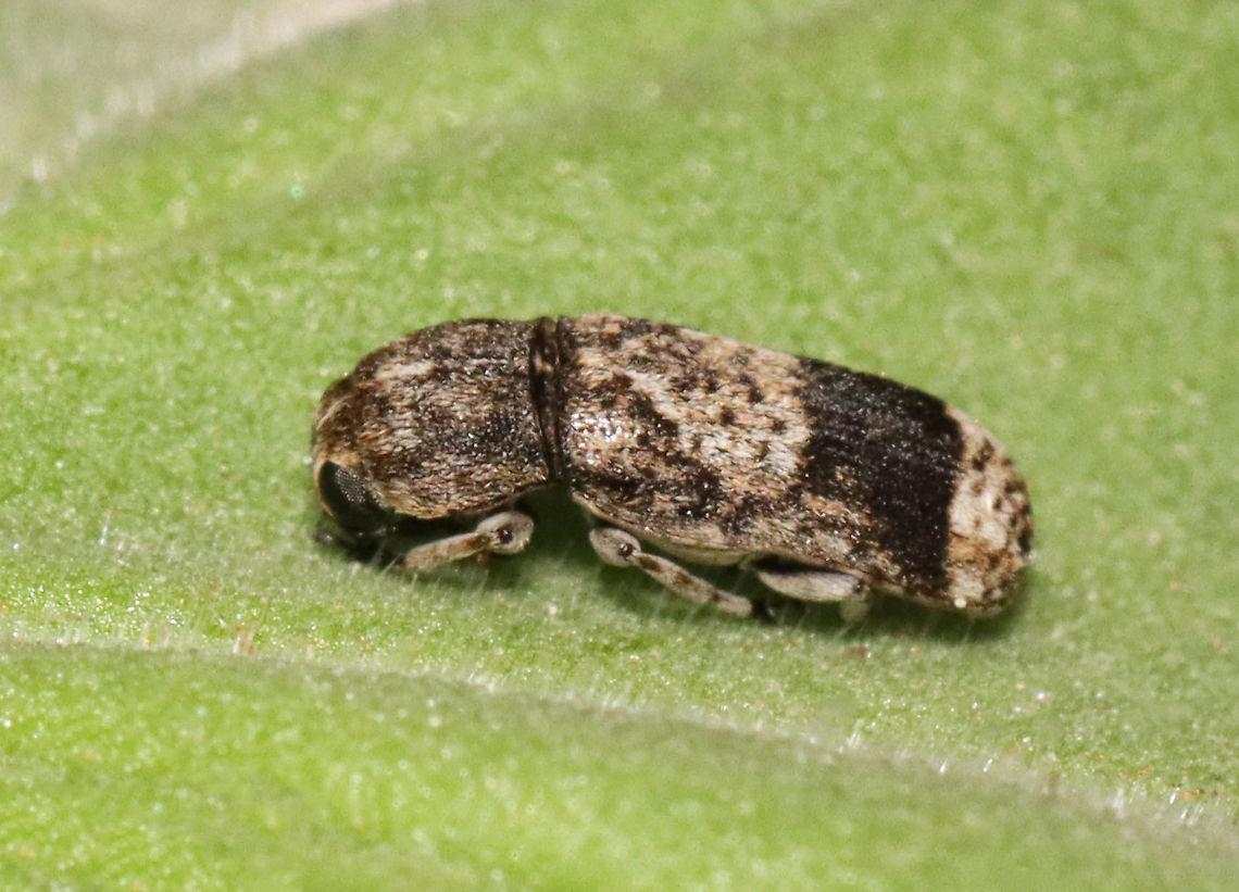 Ozotomerus japonicus Habitat: Attracted to a light; semi-rural area<br />
<figure class="photo"><a href="https://www.jungledragon.com/image/117411/ozotomerus_japonicus.html" title="Ozotomerus japonicus"><img src="https://s3.amazonaws.com/media.jungledragon.com/images/3232/117411_thumb.jpg?AWSAccessKeyId=05GMT0V3GWVNE7GGM1R2&Expires=1767225610&Signature=TRP5gwJ444Mrza6iq11gJ%2FR9Vug%3D" width="200" height="164" alt="Ozotomerus japonicus Habitat: Attracted to a light; semi-rural area<br />
https://www.jungledragon.com/image/117410/unknown_beetle.html Coleoptera,Geotagged,Ozotomerus,Ozotomerus japonicus,Summer,United States,beetle" /></a></figure> Geotagged,Ozotomerus japonicus,Summer,United States