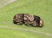 Ozotomerus japonicus Habitat: Attracted to a light; semi-rural area<br />
https://www.jungledragon.com/image/117411/unknown_beetle.html Geotagged,Ozotomerus japonicus,Summer,United States