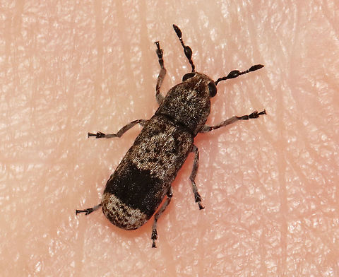 Ozotomerus japonicus Habitat: Attracted to a light; semi-rural area
https://www.jungledragon.com/image/117410/unknown_beetle.html Coleoptera,Geotagged,Ozotomerus,Ozotomerus japonicus,Summer,United States,beetle