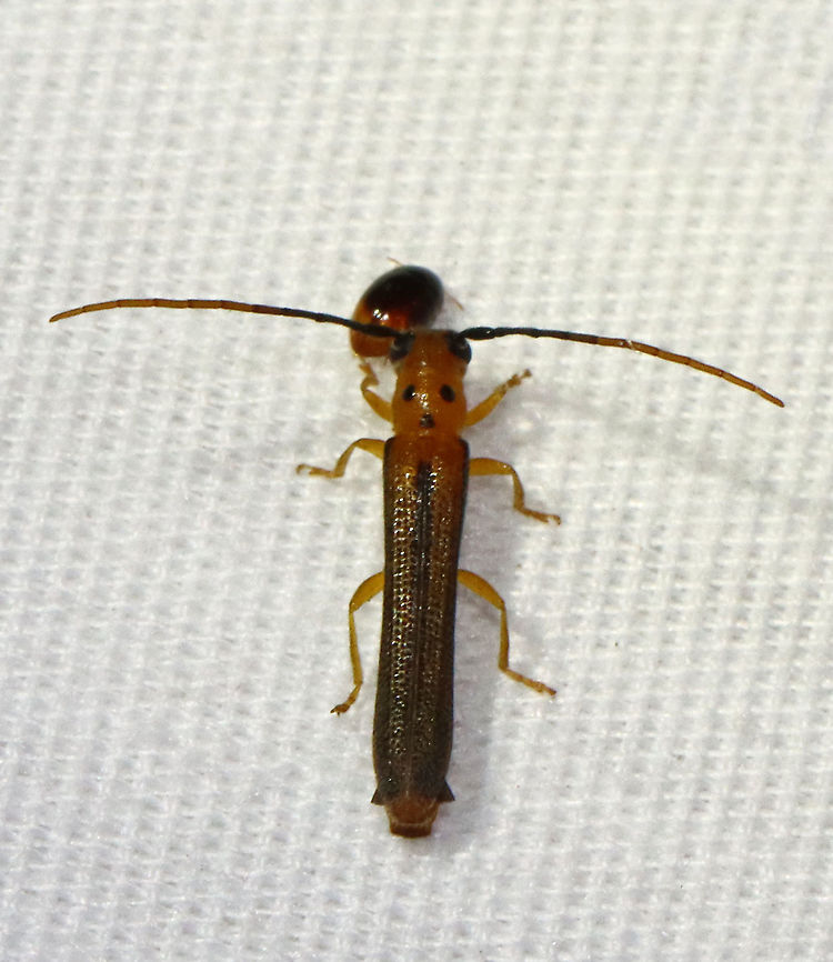 Longhorn Beetle - Oberea praelonga Beetle and friend :)<br />
<br />
TL: ~12 mm. Host: Dogwood<br />
<br />
Habitat: Attracted to a light; semi-rural area Cerambycidae,Geotagged,Oberea,Oberea praelonga,Summer,United States,beetle,longhorn beetle
