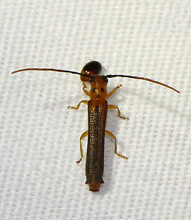 Longhorn Beetle - Oberea praelonga Beetle and friend :)

TL: ~12 mm. Host: Dogwood

Habitat: Attracted to a light; semi-rural area Cerambycidae,Geotagged,Oberea,Oberea praelonga,Summer,United States,beetle,longhorn beetle