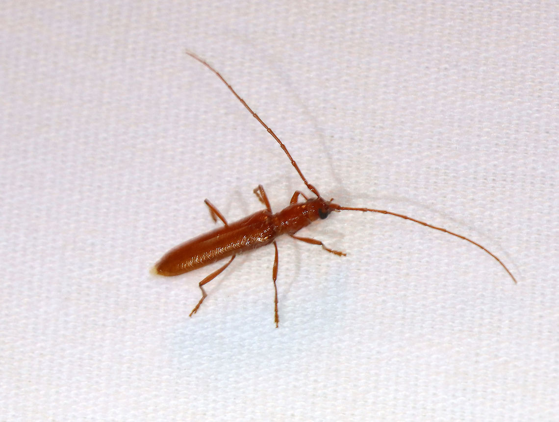 Branch Pruner - Psyrassa unicolor TL: ~10-12 mm.<br />
<br />
Habitat: Attracted to a light; semi-rural area Branch Pruner,Cerambycidae,Geotagged,Psyrassa,Psyrassa unicolor,Summer,United States,beetle,longhorn beetle