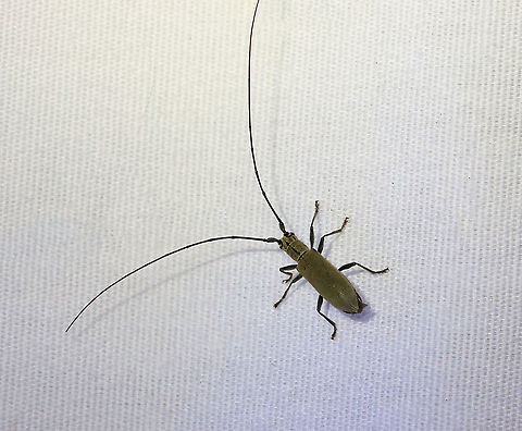 Longhorn Beetle -Dorcaschema cinereum TL: ~10-12 mm. 

Habitat: Attracted to a light; semi-rural area Cerambycidae,Dorcaschema,Dorcaschema cinereum,Geotagged,Summer,United States,beetle,longhorn beetle