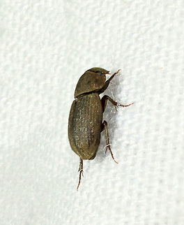 Dung Beetle - Ataenius imbricatus Habitat: Attracted to a light; semi-rural area Ataenius,Ataenius imbricatus,Geotagged,Opatrini,Summer,United States,beetle,dung beetle