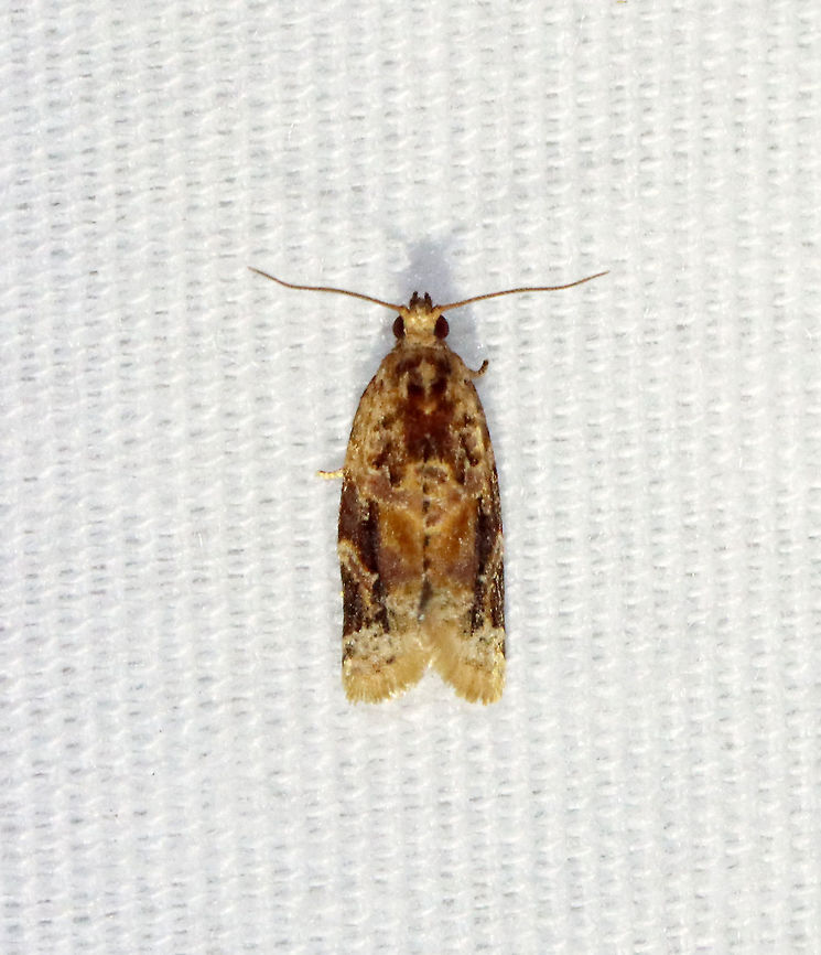 Red-banded Leafroller Moth - Argyrotaenia velutinana TL: ~10 mm. Whitish forewing is mottled gray and reddish brown in basal and subterminal areas.<br />
<br />
Habitat: Attracted to a 365 nm light in a semi-rural area.<br />
<br />
2021 (103) Argyrotaenia,Argyrotaenia velutinana,Geotagged,Red-banded leafroller moth,Summer,Tortricidae,United States,leafroller,moth