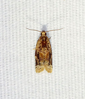Red-banded Leafroller Moth - Argyrotaenia velutinana TL: ~10 mm. Whitish forewing is mottled gray and reddish brown in basal and subterminal areas.
Habitat: Attracted to a 365 nm light in a semi-rural area.
2021 (103) Argyrotaenia,Argyrotaenia velutinana,Geotagged,Red-banded leafroller moth,Summer,Tortricidae,United States,leafroller,moth