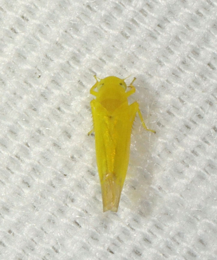 Leafhopper - Alebra aurea Habitat: Attracted to a light; semi-rural area Alebra,Alebra aurea,Cicadellidae,Geotagged,Summer,United States,leafhopper