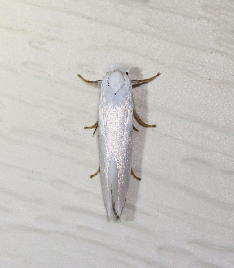 Yucca Moth - Tegeticula yuccasella TL: ~12 mm. White FW with fringed HW. Host: Yucca. Status: Uncommon.<br />
<br />
Habitat: Attracted to a 395 nm LED light in a semi-rural area<br />
<br />
2021(d) Geotagged,Summer,Tegeticula yuccasella,United States,Yucca Moth,moth