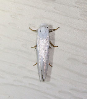 Yucca Moth - Tegeticula yuccasella TL: ~12 mm. White FW with fringed HW. Host: Yucca. Status: Uncommon.
Habitat: Attracted to a 395 nm LED light in a semi-rural area
2021(d) Geotagged,Summer,Tegeticula yuccasella,United States,Yucca Moth,moth
