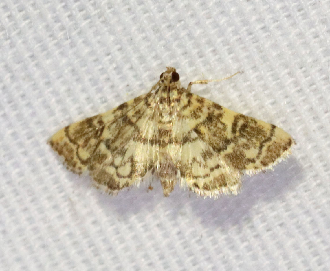 Checkered Apogeshna Moth - Apogeshna stenialis Habitat: Attracted to a 365 nm light in a semi-rural area.<br />
<br />
2021 (104) Apogeshna,Apogeshna stenialis,Crambidae,Geotagged,Summer,United States,checkered apogeshna moth,moth