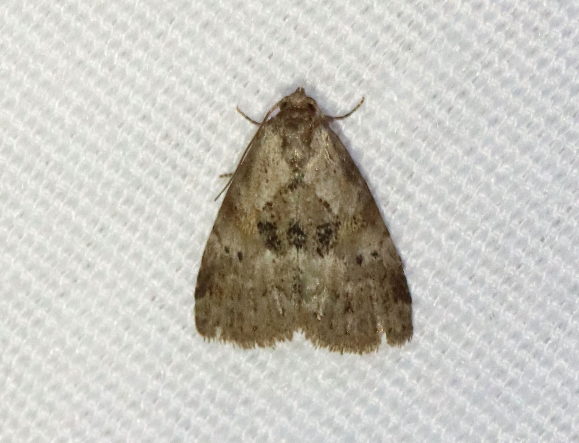 Black-patched Graylet Moth - Hyperstrotia secta TL: ~8 mm. Silvery gray FW with white-edged AM and PM lines. Inner median area has dark patch. Hosts: Red oak and white oak.<br />
<br />
Habitat: Attracted to a 365 nm LED light in a semi-rural area<br />
<br />
2021(105)<br />
 Black-patched Graylet Moth,Erebidae,Geotagged,Hyperstrotia,Hyperstrotia secta,Summer,United States,moth