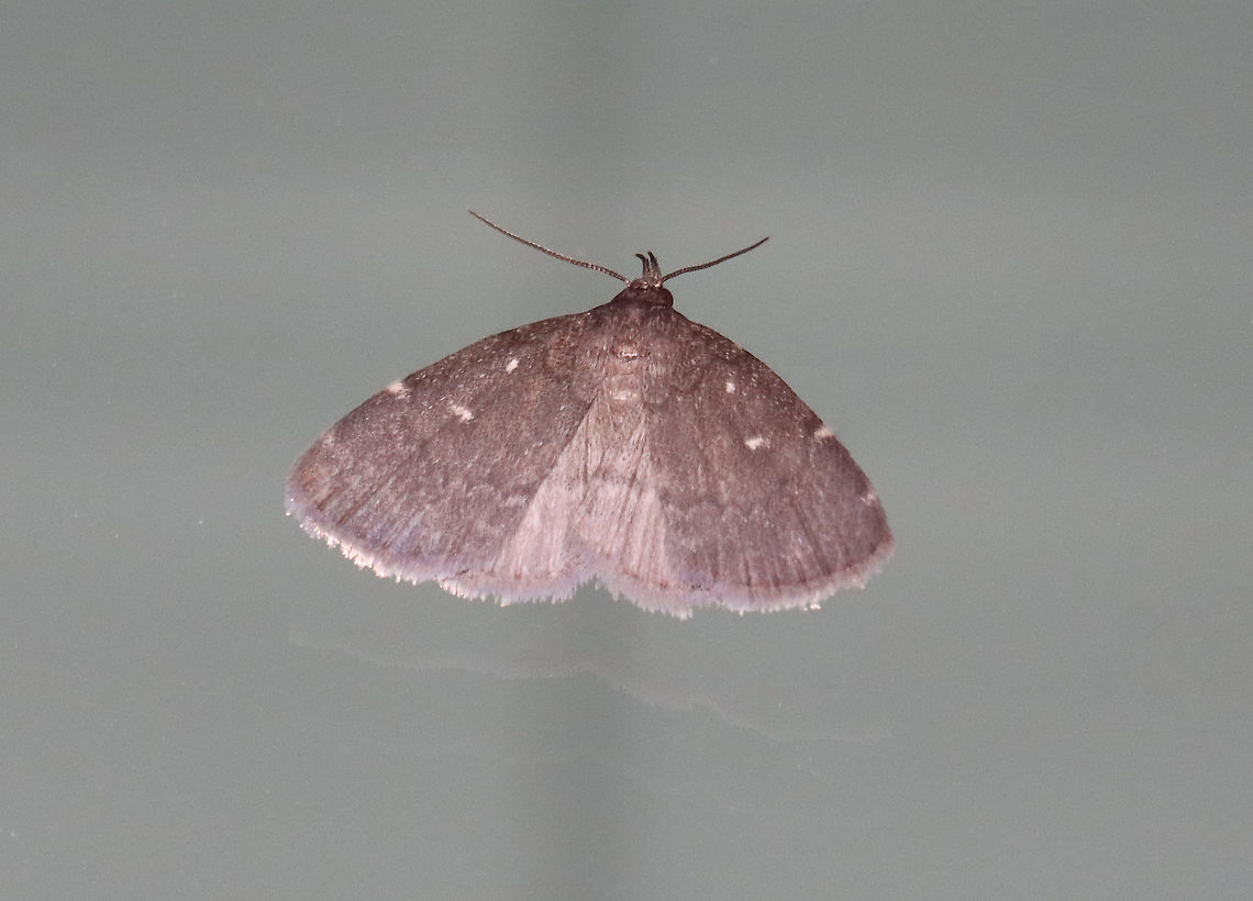 Julia's Idia - Idia julia Habitat: Attracted to a 365 nm LED light in a semi-rural area<br />
<br />
2021(106) Erebidae,Geotagged,Idia,Idia julia,Julia's Idia,Summer,United States,moth