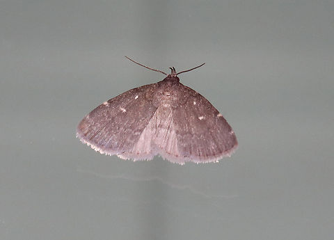 Julia's Idia - Idia julia Habitat: Attracted to a 365 nm LED light in a semi-rural area

2021(106) Erebidae,Geotagged,Idia,Idia julia,Julia's Idia,Summer,United States,moth