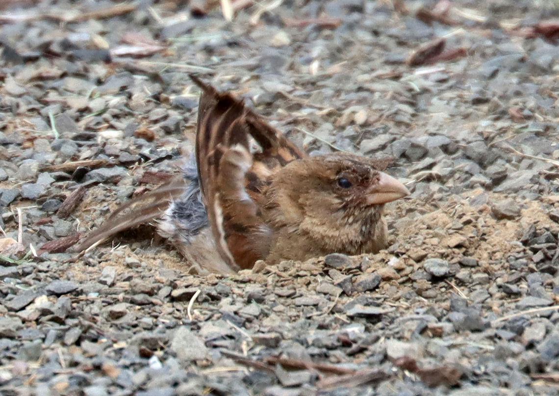 House Sparrow - Passer domesticus This bird was having a lovely dirt bath during my son&#039;s baseball game this past weekend.<br />
<br />
Habitat: Baseball field edge<br />
<figure class="photo"><a href="https://www.jungledragon.com/image/117455/house_sparrow_-_passer_domesticus.html" title="House Sparrow - Passer domesticus"><img src="https://s3.amazonaws.com/media.jungledragon.com/images/3232/117455_thumb.jpg?AWSAccessKeyId=05GMT0V3GWVNE7GGM1R2&Expires=1767225610&Signature=3sIvjXAkbXW412NKgyCBzX8ssj4%3D" width="200" height="134" alt="House Sparrow - Passer domesticus This bird was having a lovely dirt bath during my son&#039;s baseball game this past weekend.<br />
<br />
Habitat: Baseball field edge<br />
https://www.jungledragon.com/image/117453/house_sparrow_-_passer_domesticus.html<br />
https://www.jungledragon.com/image/117454/house_sparrow_-_passer_domesticus.html Geotagged,House sparrow,Passer,Passer domesticus,Summer,United States,sparrow" /></a></figure><br />
<figure class="photo"><a href="https://www.jungledragon.com/image/117454/house_sparrow_-_passer_domesticus.html" title="House Sparrow - Passer domesticus"><img src="https://s3.amazonaws.com/media.jungledragon.com/images/3232/117454_thumb.jpg?AWSAccessKeyId=05GMT0V3GWVNE7GGM1R2&Expires=1767225610&Signature=pXEml%2Fw1l30%2FCh%2BaGLxz6D5EPEo%3D" width="200" height="152" alt="House Sparrow - Passer domesticus This bird was having a lovely dirt bath during my son&#039;s baseball game this past weekend.<br />
<br />
Habitat: Baseball field edge<br />
https://www.jungledragon.com/image/117453/house_sparrow_-_passer_domesticus.html<br />
https://www.jungledragon.com/image/117455/house_sparrow_-_passer_domesticus.html Geotagged,House sparrow,Passer domesticus,Summer,United States" /></a></figure> Geotagged,House sparrow,Passer domesticus,Summer,United States