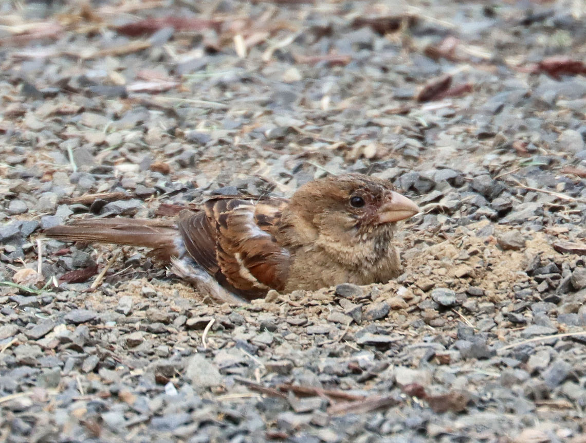 House Sparrow - Passer domesticus This bird was having a lovely dirt bath during my son's baseball game this past weekend.<br />
<br />
Habitat: Baseball field edge<br />
<figure class="photo"><a href="https://www.jungledragon.com/image/117453/house_sparrow_-_passer_domesticus.html" title="House Sparrow - Passer domesticus"><img src="https://s3.amazonaws.com/media.jungledragon.com/images/3232/117453_thumb.jpg?AWSAccessKeyId=05GMT0V3GWVNE7GGM1R2&Expires=1769040010&Signature=iVs%2FSeA%2F0HEA71eMu9D8WAxiJHI%3D" width="200" height="142" alt="House Sparrow - Passer domesticus This bird was having a lovely dirt bath during my son's baseball game this past weekend.<br />
<br />
Habitat: Baseball field edge<br />
https://www.jungledragon.com/image/117455/house_sparrow_-_passer_domesticus.html<br />
https://www.jungledragon.com/image/117454/house_sparrow_-_passer_domesticus.html Geotagged,House sparrow,Passer domesticus,Summer,United States" /></a></figure><br />
<figure class="photo"><a href="https://www.jungledragon.com/image/117455/house_sparrow_-_passer_domesticus.html" title="House Sparrow - Passer domesticus"><img src="https://s3.amazonaws.com/media.jungledragon.com/images/3232/117455_thumb.jpg?AWSAccessKeyId=05GMT0V3GWVNE7GGM1R2&Expires=1769040010&Signature=pJA%2BaDBLY8DFvK8ogeBoNdTvwC4%3D" width="200" height="134" alt="House Sparrow - Passer domesticus This bird was having a lovely dirt bath during my son's baseball game this past weekend.<br />
<br />
Habitat: Baseball field edge<br />
https://www.jungledragon.com/image/117453/house_sparrow_-_passer_domesticus.html<br />
https://www.jungledragon.com/image/117454/house_sparrow_-_passer_domesticus.html Geotagged,House sparrow,Passer,Passer domesticus,Summer,United States,sparrow" /></a></figure> Geotagged,House sparrow,Passer domesticus,Summer,United States