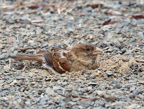 House Sparrow - Passer domesticus This bird was having a lovely dirt bath during my son's baseball game this past weekend.

Habitat: Baseball field edge
https://www.jungledragon.com/image/117453/house_sparrow_-_passer_domesticus.html
https://www.jungledragon.com/image/117455/house_sparrow_-_passer_domesticus.html Geotagged,House sparrow,Passer domesticus,Summer,United States
