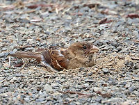 House Sparrow - Passer domesticus This bird was having a lovely dirt bath during my son's baseball game this past weekend.<br />
<br />
Habitat: Baseball field edge<br />
https://www.jungledragon.com/image/117453/house_sparrow_-_passer_domesticus.html<br />
https://www.jungledragon.com/image/117455/house_sparrow_-_passer_domesticus.html Geotagged,House sparrow,Passer domesticus,Summer,United States