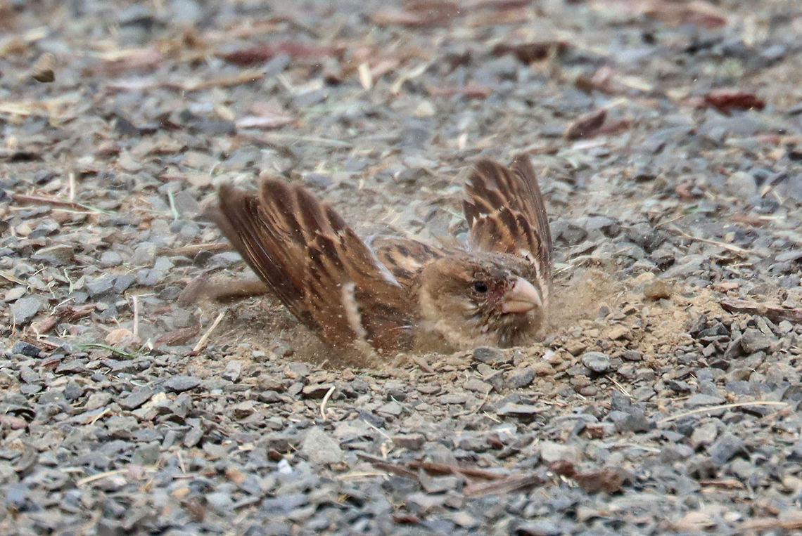 House Sparrow - Passer domesticus This bird was having a lovely dirt bath during my son&#039;s baseball game this past weekend.<br />
<br />
Habitat: Baseball field edge<br />
<figure class="photo"><a href="https://www.jungledragon.com/image/117453/house_sparrow_-_passer_domesticus.html" title="House Sparrow - Passer domesticus"><img src="https://s3.amazonaws.com/media.jungledragon.com/images/3232/117453_thumb.jpg?AWSAccessKeyId=05GMT0V3GWVNE7GGM1R2&Expires=1759968010&Signature=d%2B0%2B9F34eHRVZWu30lz%2BnejLHh4%3D" width="200" height="142" alt="House Sparrow - Passer domesticus This bird was having a lovely dirt bath during my son&#039;s baseball game this past weekend.<br />
<br />
Habitat: Baseball field edge<br />
https://www.jungledragon.com/image/117455/house_sparrow_-_passer_domesticus.html<br />
https://www.jungledragon.com/image/117454/house_sparrow_-_passer_domesticus.html Geotagged,House sparrow,Passer domesticus,Summer,United States" /></a></figure><br />
<figure class="photo"><a href="https://www.jungledragon.com/image/117454/house_sparrow_-_passer_domesticus.html" title="House Sparrow - Passer domesticus"><img src="https://s3.amazonaws.com/media.jungledragon.com/images/3232/117454_thumb.jpg?AWSAccessKeyId=05GMT0V3GWVNE7GGM1R2&Expires=1759968010&Signature=6G6PCZkfFUQBB%2BwL0DdUHEsZ3C4%3D" width="200" height="152" alt="House Sparrow - Passer domesticus This bird was having a lovely dirt bath during my son&#039;s baseball game this past weekend.<br />
<br />
Habitat: Baseball field edge<br />
https://www.jungledragon.com/image/117453/house_sparrow_-_passer_domesticus.html<br />
https://www.jungledragon.com/image/117455/house_sparrow_-_passer_domesticus.html Geotagged,House sparrow,Passer domesticus,Summer,United States" /></a></figure> Geotagged,House sparrow,Passer,Passer domesticus,Summer,United States,sparrow