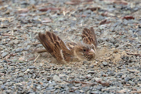 House Sparrow - Passer domesticus This bird was having a lovely dirt bath during my son's baseball game this past weekend.

Habitat: Baseball field edge
https://www.jungledragon.com/image/117453/house_sparrow_-_passer_domesticus.html
https://www.jungledragon.com/image/117454/house_sparrow_-_passer_domesticus.html Geotagged,House sparrow,Passer,Passer domesticus,Summer,United States,sparrow
