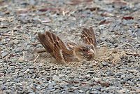 House Sparrow - Passer domesticus This bird was having a lovely dirt bath during my son's baseball game this past weekend.<br />
<br />
Habitat: Baseball field edge<br />
https://www.jungledragon.com/image/117453/house_sparrow_-_passer_domesticus.html<br />
https://www.jungledragon.com/image/117454/house_sparrow_-_passer_domesticus.html Geotagged,House sparrow,Passer,Passer domesticus,Summer,United States,sparrow