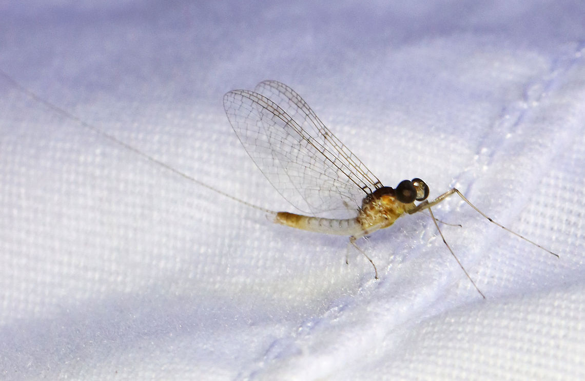 Mayfly - Ephemeroptera, Maccaffertium pulchellum Habitat: Attracted to a light; semi-rural area Ephemeroptera,Geotagged,Maccaffertium pulchellum,Spring,United States,mayfly Maccaffertium
