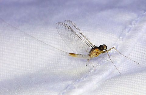 Mayfly - Ephemeroptera, Maccaffertium pulchellum Habitat: Attracted to a light; semi-rural area Ephemeroptera,Geotagged,Maccaffertium pulchellum,Spring,United States,mayfly Maccaffertium