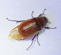 Beetle -Scarabaeidae Habitat: semi-rural area; attracted to a light<br />
https://www.jungledragon.com/image/117458/beetle_-scarabaeidae.html Geotagged,Spring,United States