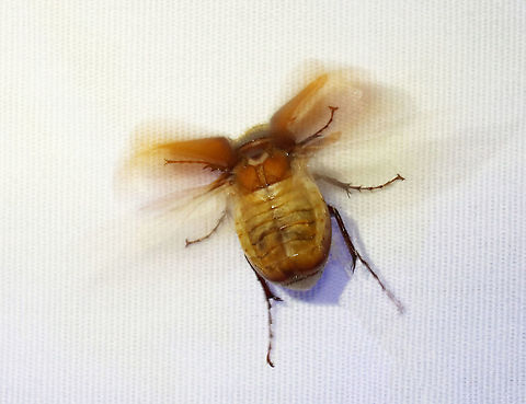 Beetle -Scarabaeidae, Cyclocephala sp.? Check out the abdomen!

Habitat: semi-rural area; attracted to a light
https://www.jungledragon.com/image/117457/beetle_-scarabaeidae.html Geotagged,Scarabaeidae,Spring,United States,beetle