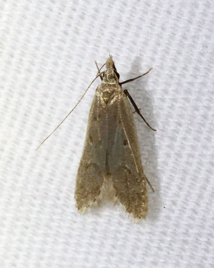 Spotted Dichomeris - Dichomeris punctidiscellus TL: ~8 mm. Curved PM line; dark spots in central median area. Host: Unknown. Status: Common.<br />
<br />
Habitat: Attracted to a 365 nm LED light in a semi-rural area<br />
<br />
2021(107) Dichomeris,Dichomeris punctidiscellus,Gelechiidae,Geotagged,Spotted Dichomeris,Spring,United States,moth