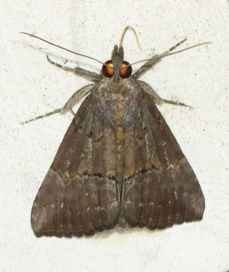 Green Cloverworm Moth - Hypena scabra Habitat: Attracted to a 395 nm LED light at night in a semi-rural area.<br />
<br />
2021(108) Erebidae,Geotagged,Green Cloverworm,Hypena,Hypena scabra,Spring,United States,moth