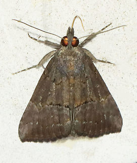 Green Cloverworm Moth - Hypena scabra Habitat: Attracted to a 395 nm LED light at night in a semi-rural area.

2021(108) Erebidae,Geotagged,Green Cloverworm,Hypena,Hypena scabra,Spring,United States,moth