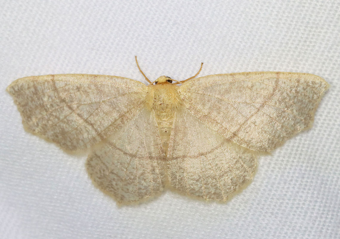 Straw Besma - Besma endropiaria WS: ~35 mm. Pale tan wings with brown speckling. Brown PM line. Hosts: Maple, alder, birch, and oak. Status: Common.<br />
<br />
Habitat: Attracted to a 395 nm LED light at night in a semi-rural area.  <br />
<br />
2021(109) Besma,Besma endropiaria,Geometridae,Geotagged,Spring,United States,moth