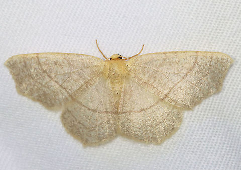 Straw Besma - Besma endropiaria WS: ~35 mm. Pale tan wings with brown speckling. Brown PM line. Hosts: Maple, alder, birch, and oak. Status: Common.

Habitat: Attracted to a 395 nm LED light at night in a semi-rural area.  

2021(109) Besma,Besma endropiaria,Geometridae,Geotagged,Spring,United States,moth