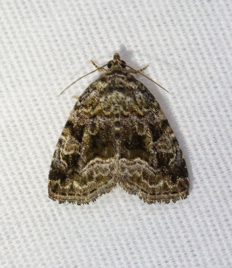 Large Mossy Glyph - Protodeltote muscosula TL: ~10 mm. Peppery gray forewings with white-edged lines and spots. Inner postmedial line is broadly edged in white. Fresh individuals have mossy green shading in basal, median, and subterminal areas.<br />
<br />
Habitat: Attracted to a 395 nm LED light at night in a semi-rural area.<br />
<br />
2021(110) Geotagged,Large mossy lithacodium,Noctuidae,Protodeltote,Protodeltote muscosula,Spring,United States,moth,owlet
