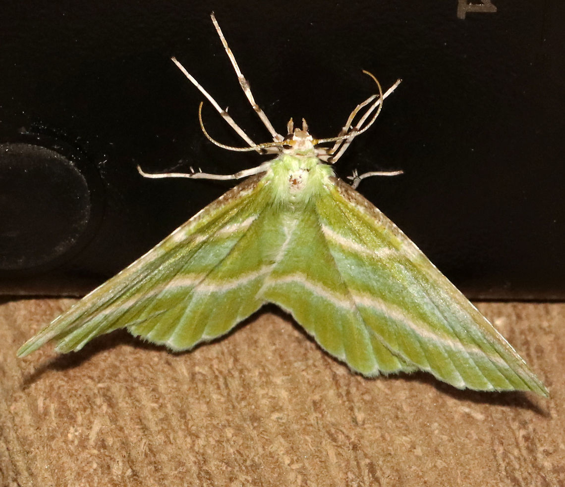 Showy Emerald - Dichorda iridaria This moth didn&#039;t want to move from the power supply for my light, so I had to settle for this shot. <br />
<br />
WS: ~ 30 mm. Green wings with white AM and PM lines. White costal streak is mottled at the base. Hosts: Poison ivy, staghorn sumac, and winged sumac. Status: common.<br />
<br />
Habitat: Attracted to a 395 nm LED light at night in a semi-rural area.<br />
<br />
2021(111) Dichorda,Dichorda iridaria,Geometridae,Geotagged,Spring,United States,emerald,moth,showy emerald