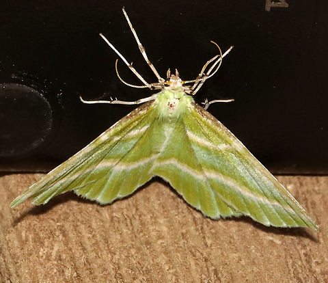 Showy Emerald - Dichorda iridaria This moth didn't want to move from the power supply for my light, so I had to settle for this shot. 

WS: ~ 30 mm. Green wings with white AM and PM lines. White costal streak is mottled at the base. Hosts: Poison ivy, staghorn sumac, and winged sumac. Status: common.

Habitat: Attracted to a 395 nm LED light at night in a semi-rural area.

2021(111) Dichorda,Dichorda iridaria,Geometridae,Geotagged,Spring,United States,emerald,moth,showy emerald