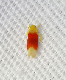 Leafhopper - Ossiannilssonola tunicarubra Habitat: Attracted to a 365 nm LED light; semi-rural area Cicadellidae,Geotagged,Ossiannilssonola,Ossiannilssonola tunicarubra,Summer,United States,leafhopper