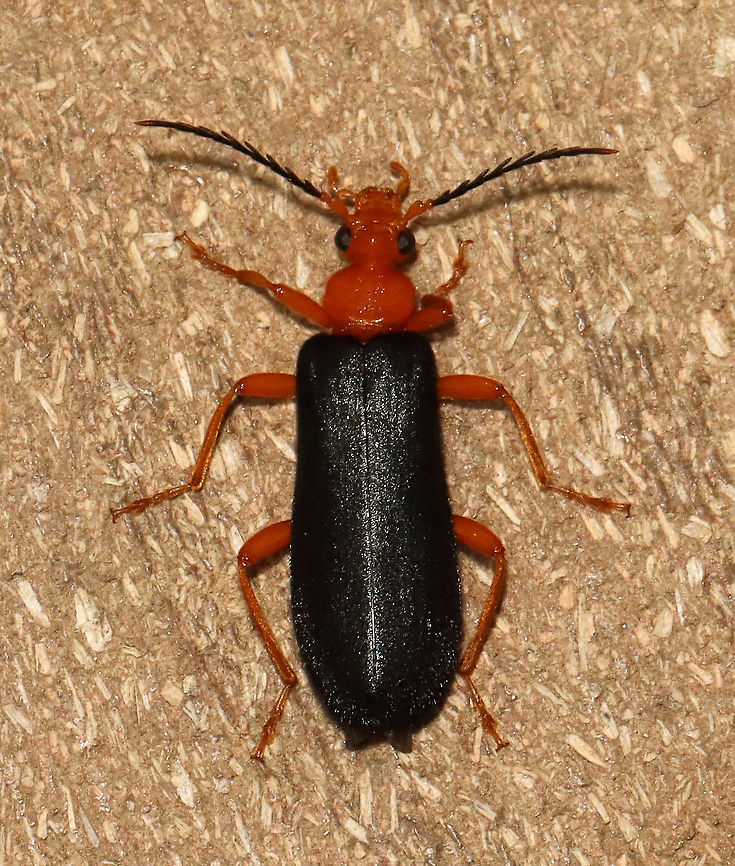 Fire-colored Beetle - Neopyrochroa flabellata TL: ~15 mm<br />
<br />
Habitat: Attracted to a 365 nm LED light; semi-rural area Geotagged,Neopyrochroa,Neopyrochroa flabellata,Pyrochroidae,Summer,United States,beetle,fire-colored beetle
