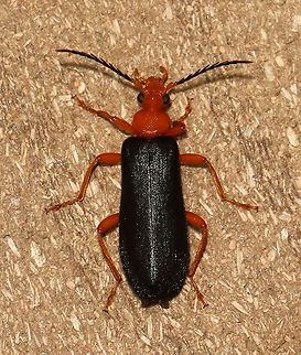 Fire-colored Beetle - Neopyrochroa flabellata TL: ~15 mm

Habitat: Attracted to a 365 nm LED light; semi-rural area Geotagged,Neopyrochroa,Neopyrochroa flabellata,Pyrochroidae,Summer,United States,beetle,fire-colored beetle